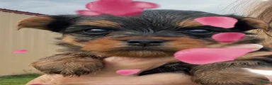 Yorkshire Terrier 3
