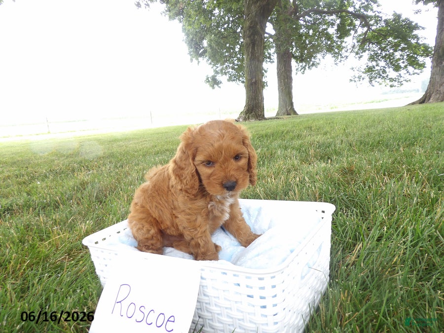 Cockapoo dogs Roscoe - Ad 1