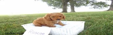 Roscoe