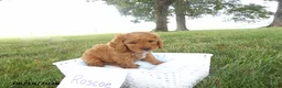 Cockapoo dogs for sale: Roscoe - Ad 1
