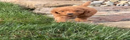 Mini Goldendoodle dogs for sale: Mini Goldendoodle 3 - Ad 3