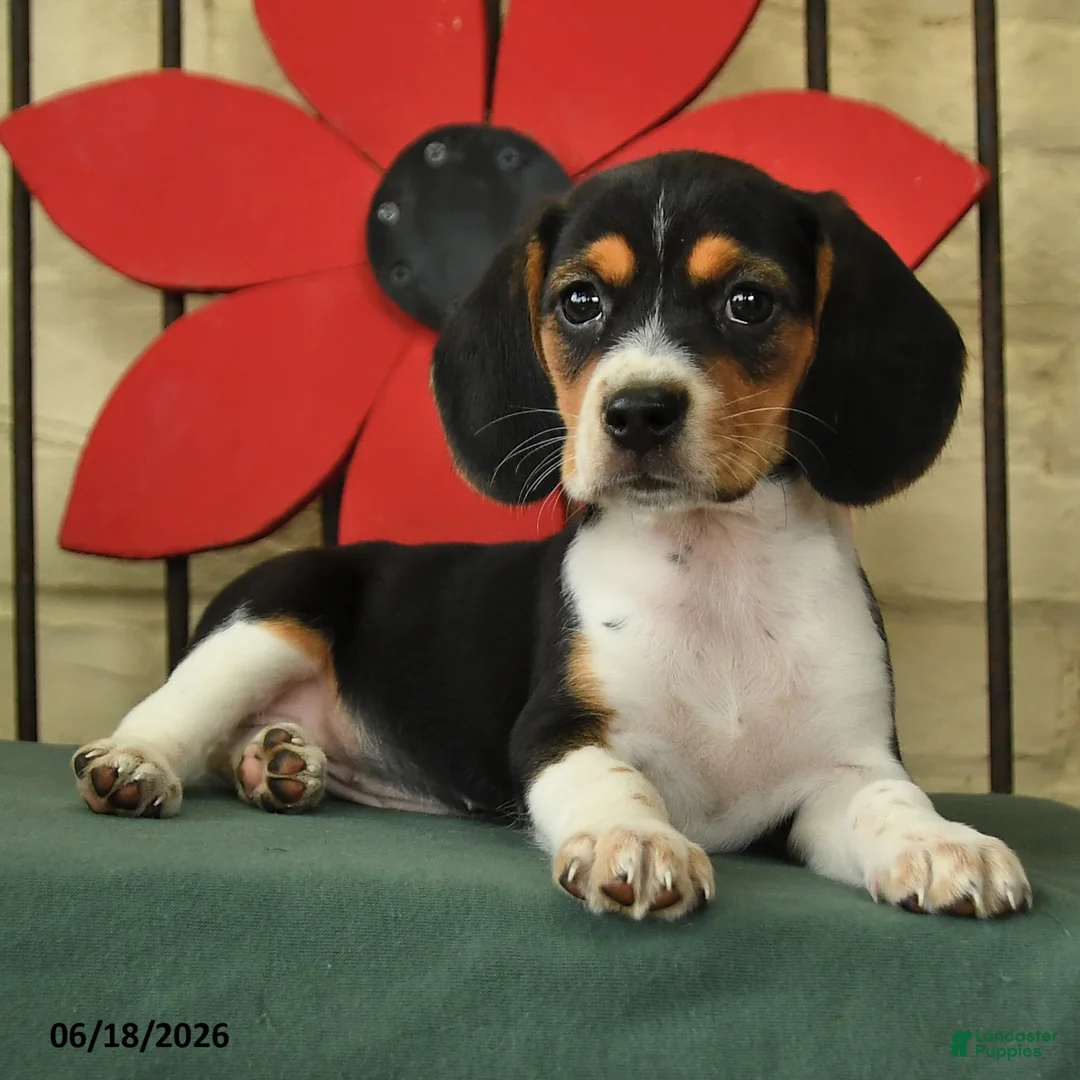 Beagle dogs for sale: Sadie - Ad 2