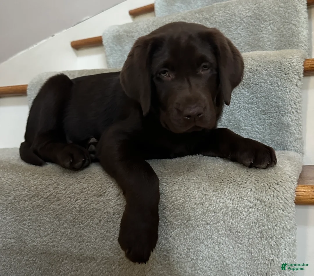 Labrador Retriever dogs for sale: Labrador Retriever Puppy 1 - Ad 2
