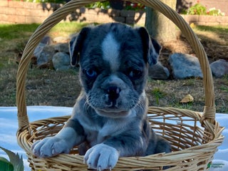 Mixed Breed dogs - Ad 1