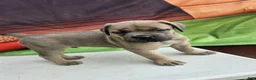 Cane Corso dogs for sale: ZEUS - Ad 7