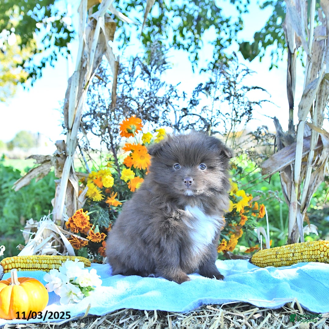 Mixed Breed dogs for sale: Darby - Ad 1