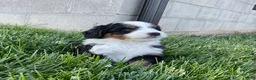 Mini Bernedoodle dogs for sale: Quinn - Ad 2