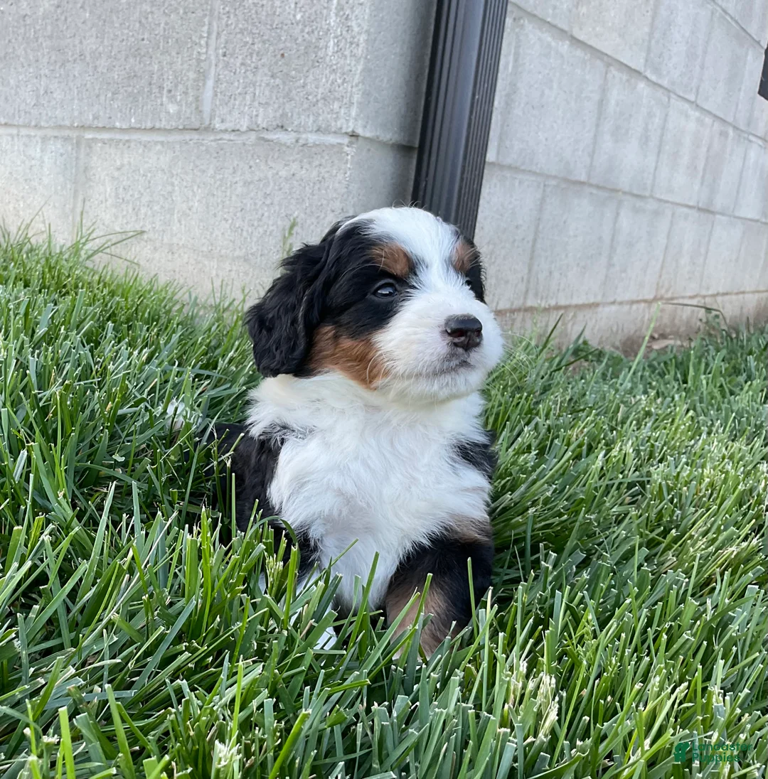 Mini Bernedoodle dogs for sale: Quinn - Ad 2