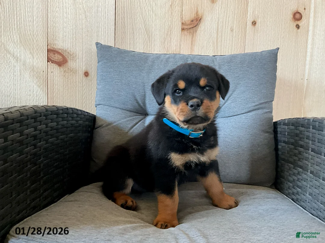 Rottweiler dogs for sale: Queen - Ad 1