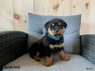 Rottweiler dogs for sale: Queen - Ad 3