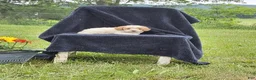 Miniature Poodle dogs for sale: Lincoln  - Ad 3