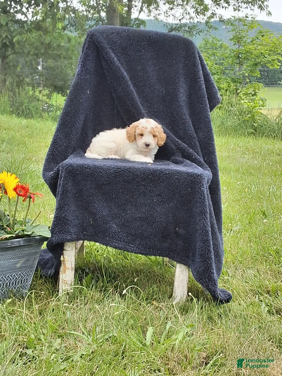 Miniature Poodle dogs for sale: Lincoln  - Ad 3