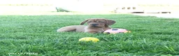 Mini Hippo dogs for sale: Missie - Ad 5