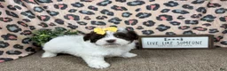 Shihpoo dogs for sale: Shihpoo 3 - Ad 9