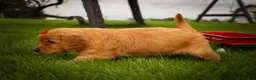 Golden Retriever dogs for sale: Hunter💙 - Ad 18