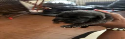 Cane Corso dogs for sale: Cane Corso Puppy 8 - Ad 1