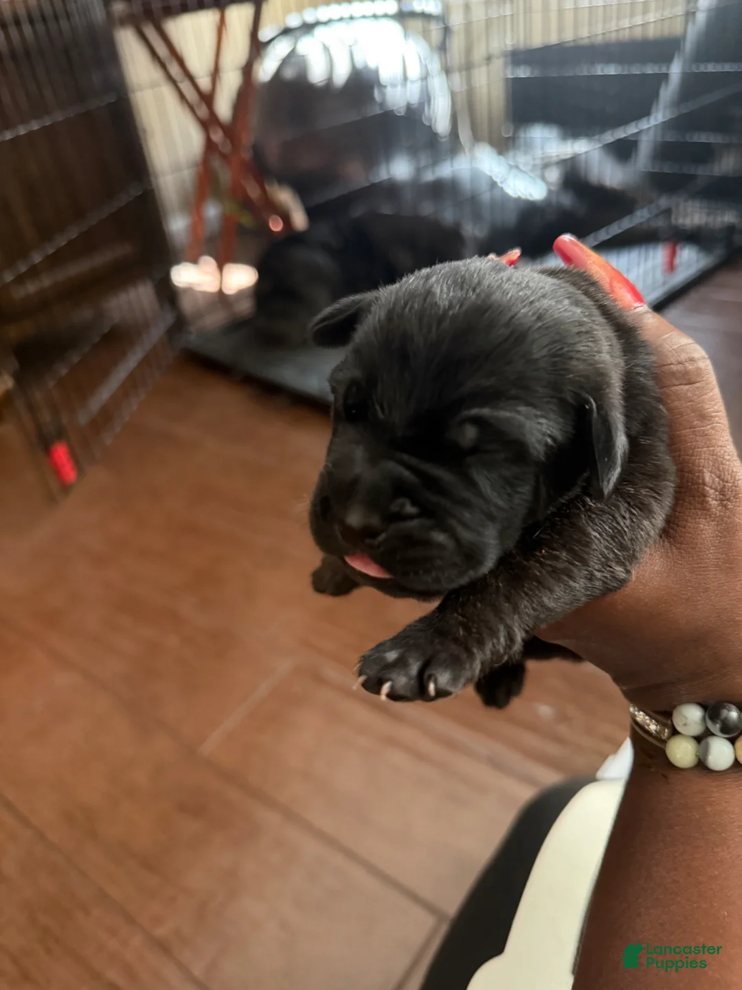 Cane Corso dogs for sale: Cane Corso Puppy 8 - Ad 1