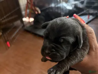 Cane Corso dogs Cane Corso Puppy 8 - Ad 31