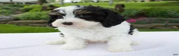 Cavapoo dogs for sale: Asher - Ad 4