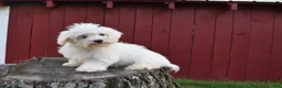 Maltese dogs for sale:  Jaden - Ad 5