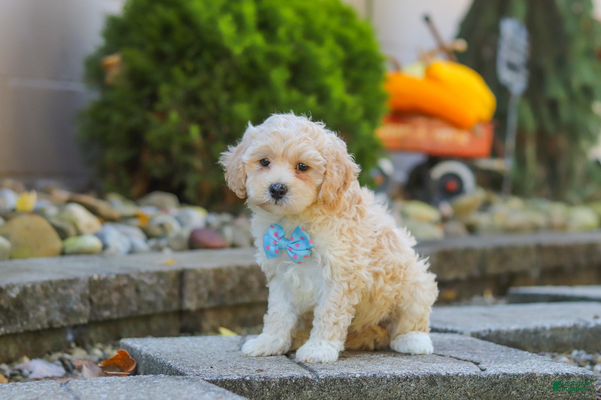 Maltipoo dogs Brooks - Ad 2