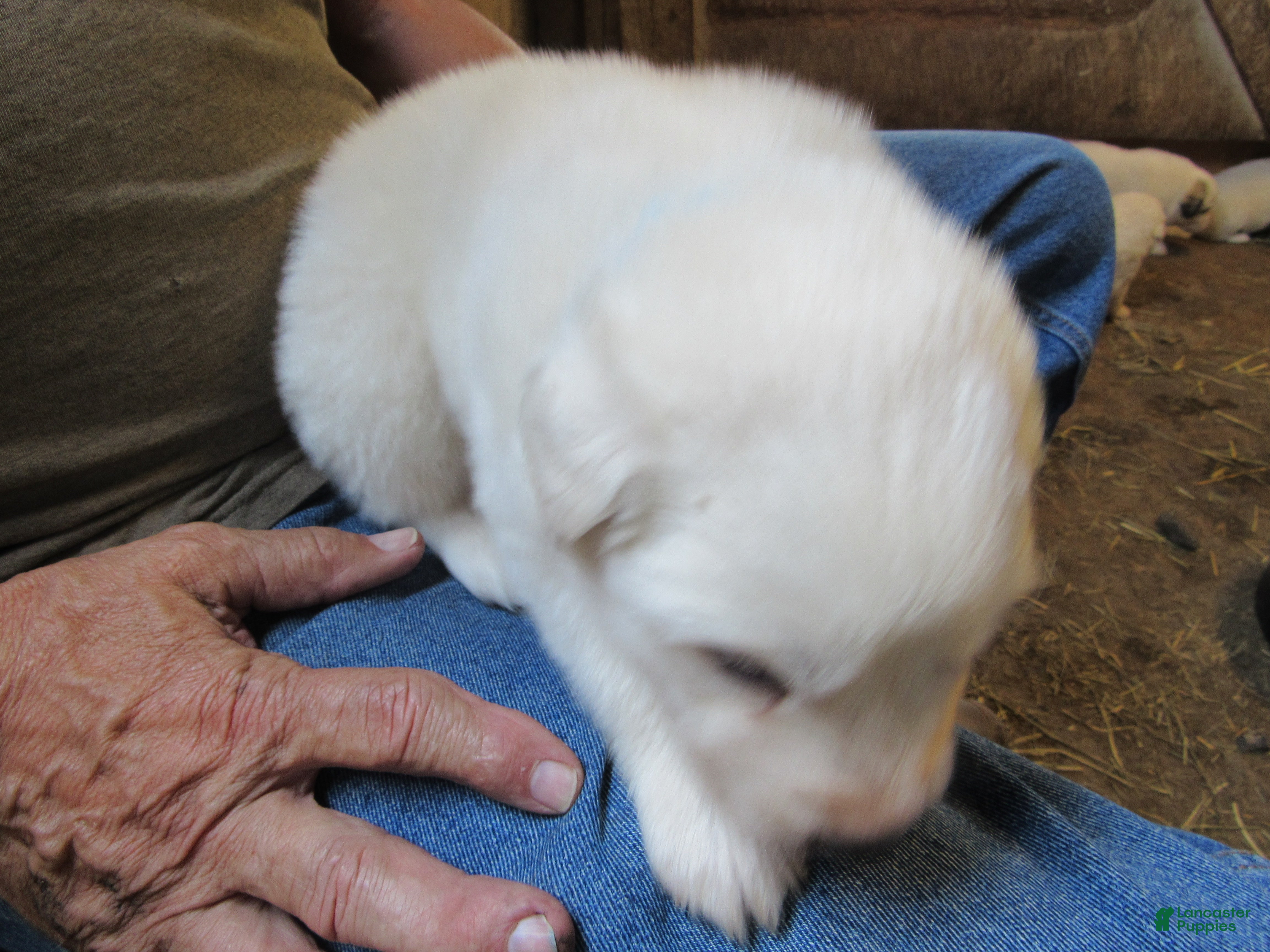 Great Pyrenees dogs Blue Collar Male Great Pyrenees Puppy  all white - Ad 2