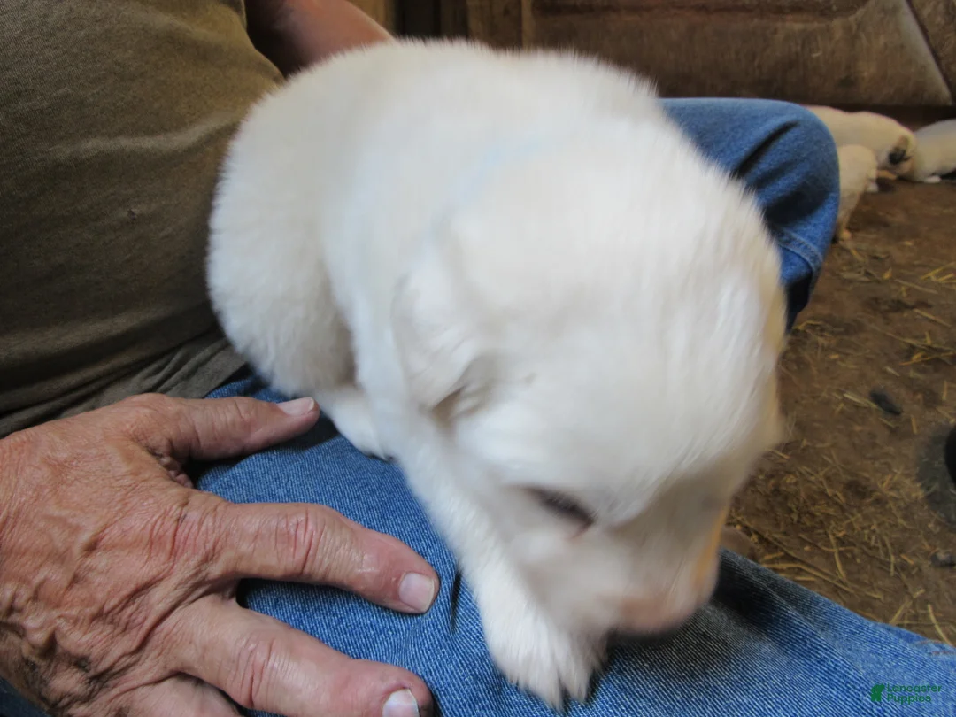 Great Pyrenees dogs for sale: Blue Collar Male Great Pyrenees Puppy  all white - Ad 2