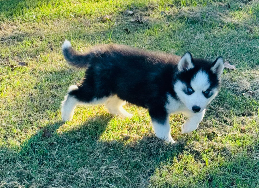 Siberian Husky dogs for sale: Siberian Husky Puppy 3 - Ad 12