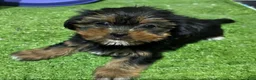 Shorkie dogs for sale: Dayana - Ad 1
