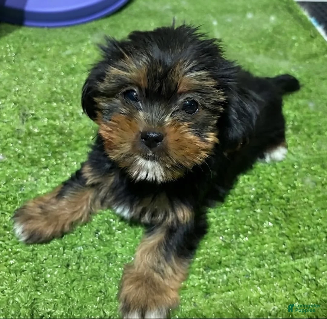 Shorkie dogs for sale: Dayana - Ad 1