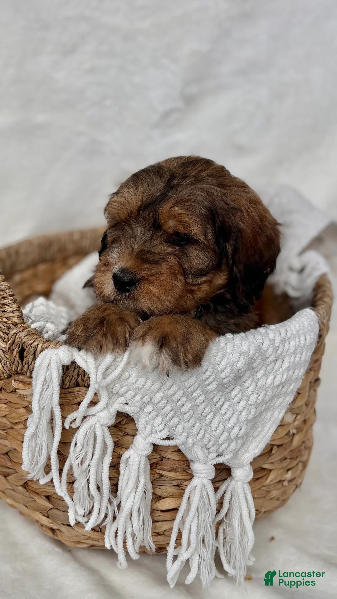 Bernedoodle dogs for sale: Max - Ad 11