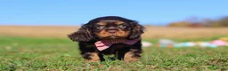 Cavalier King Charles Spaniel dogs for sale: Cooper - Ad 11