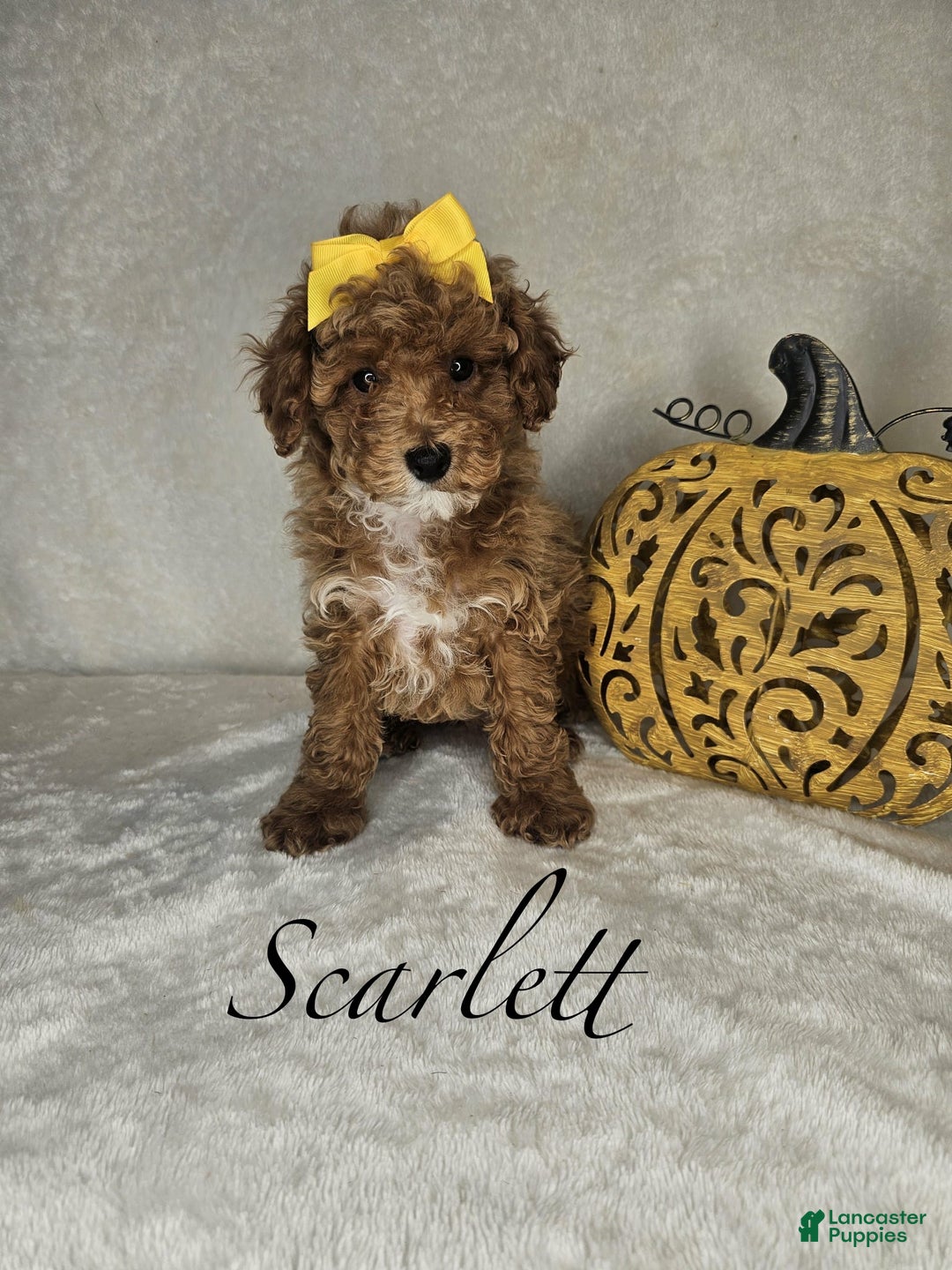 Miniature Poodle dogs for sale: Scarlett  - Ad 2