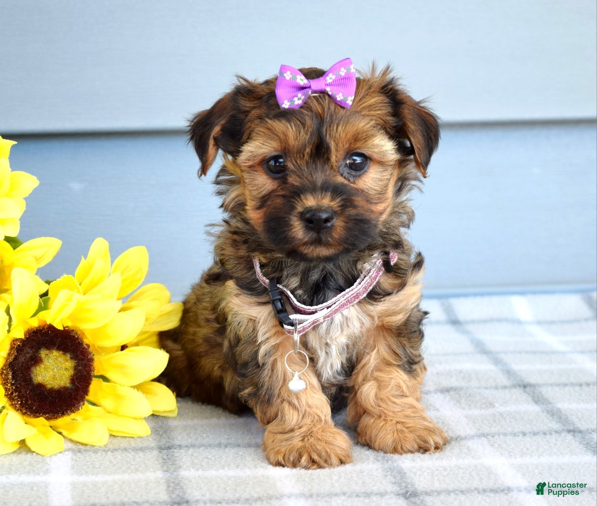 Yorkiepoo dogs Chloe  - Ad 1