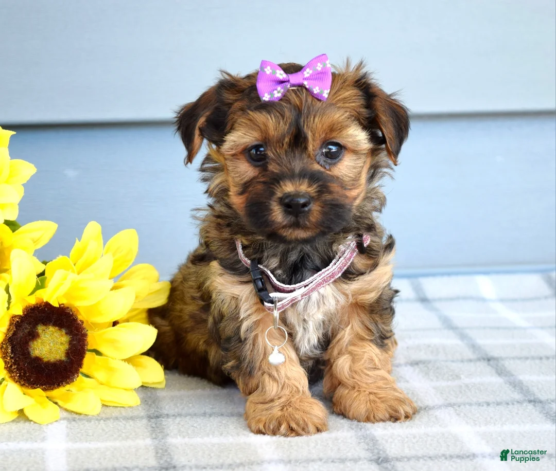 Yorkiepoo dogs for sale: Chloe  - Ad 1