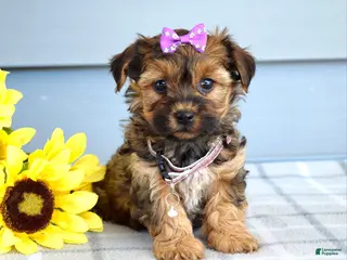 Yorkiepoo dogs for sale: Chloe - Ad 2