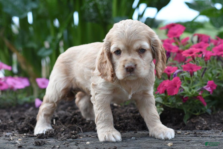 Cocker Spaniel dogs Ellie - Ad 2