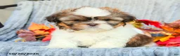 Shih Tzu dogs for sale: Cinnamon - Ad 3
