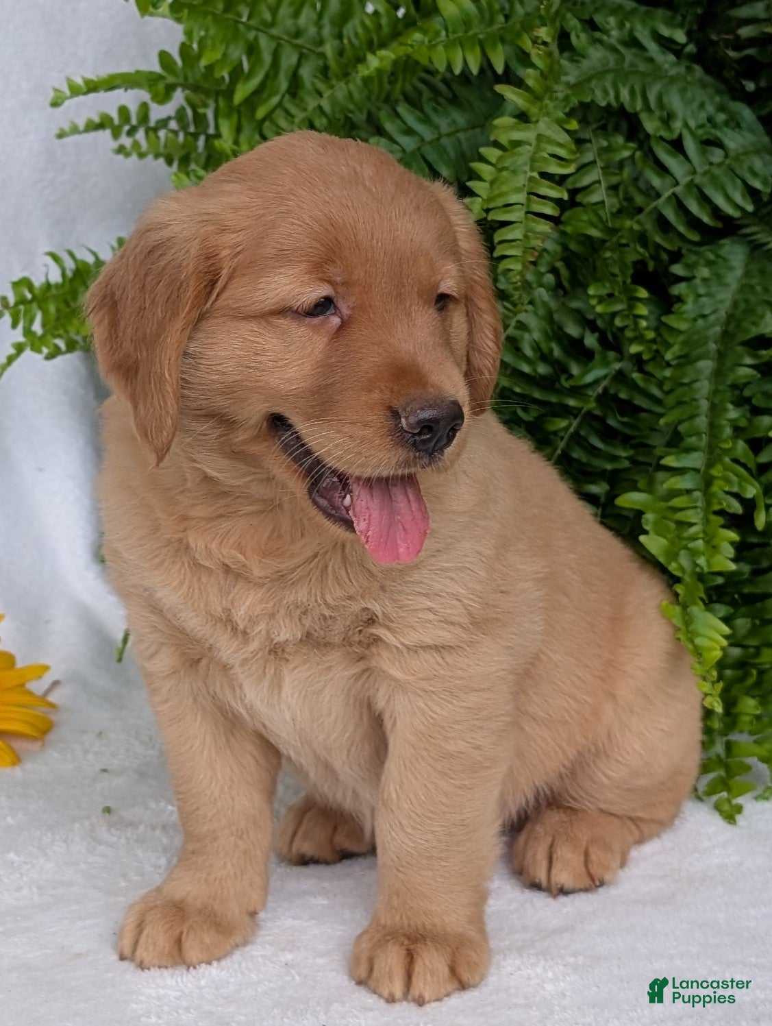 Golden Retriever dogs Shadow  - Ad 2