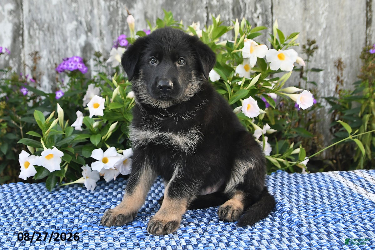 German Shepherd dogs Otis - Ad 1