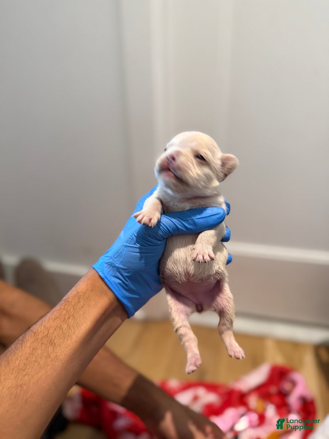 French Bulldog dogs for sale: Isabella - Ad 12