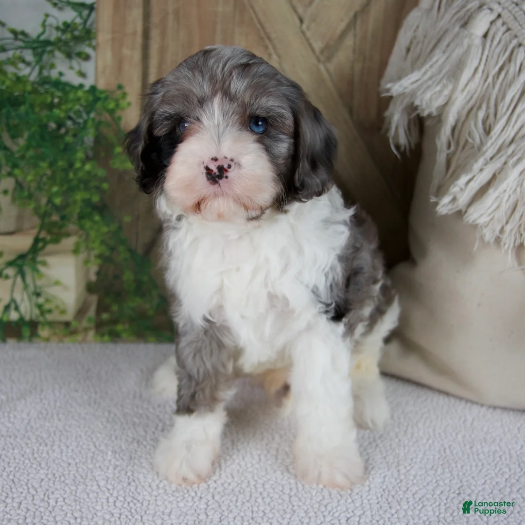 Cavapoo dogs for sale: Leo - Ad 2