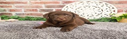 Labrador Retriever dogs for sale: Chai - Ad 8