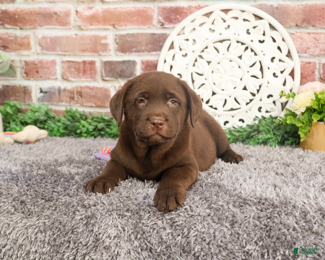 Labrador Retriever dogs for sale: Chai - Ad 8