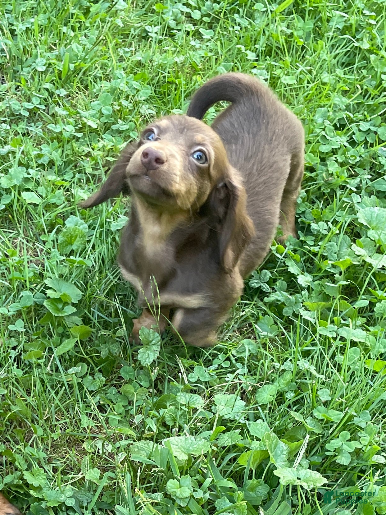 Miniature Dachshund dogs Scarlet  - Ad 1