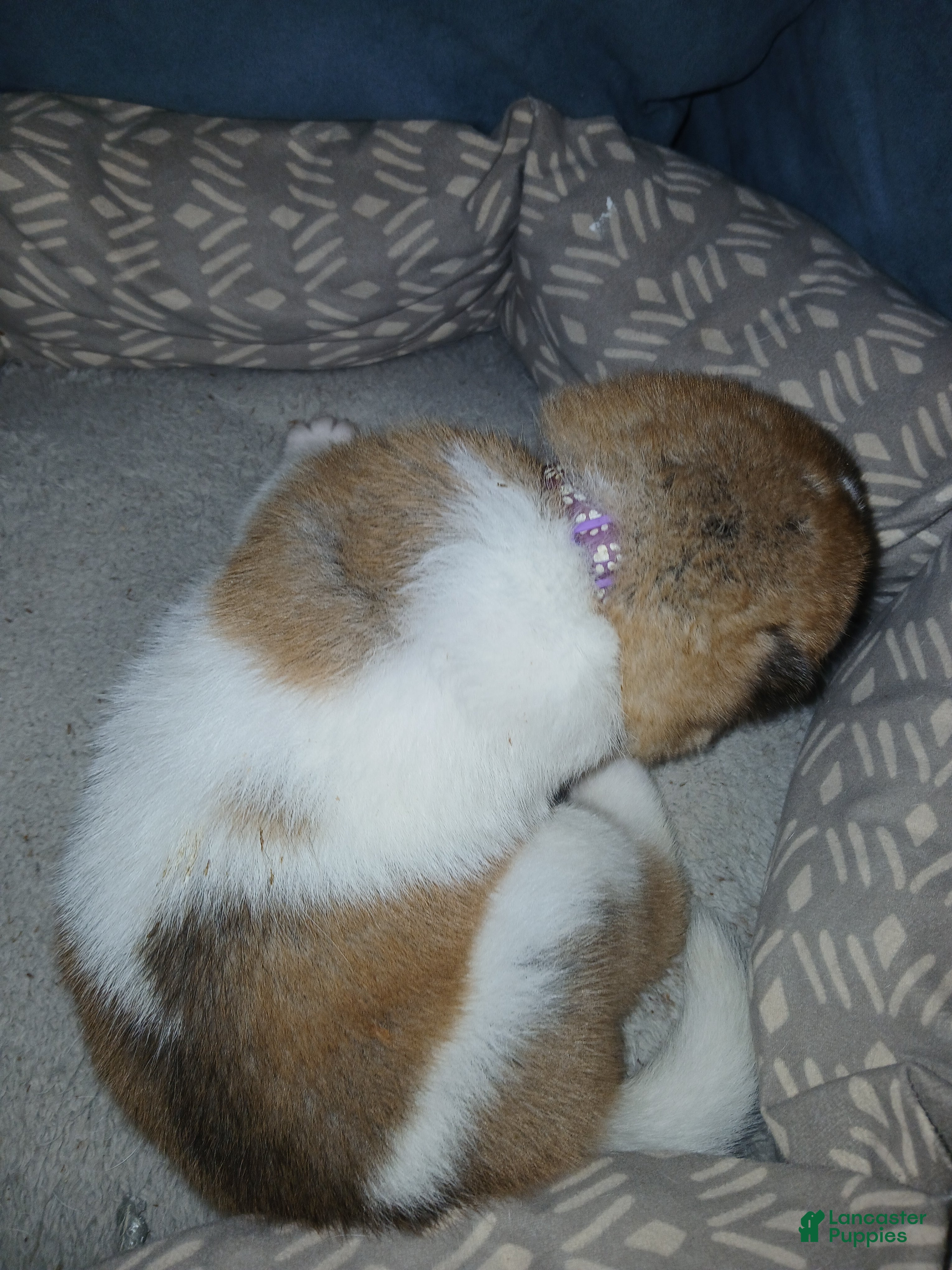 Akita dogs Aspen - Ad 2