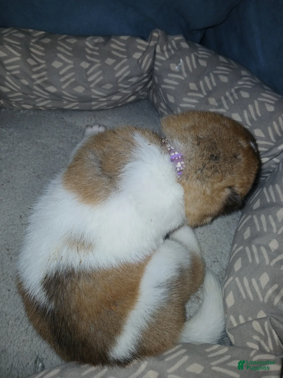 Akita dogs for sale: Aspen - Ad 2