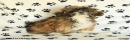 Mixed Breed dogs for sale: Uma - Ad 4