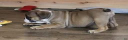 English Bulldog dogs for sale: GRANT - RED & WHITE - Ad 4