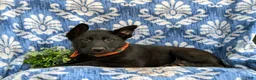 German Shepherd dogs for sale: Maxfield - Ad 5